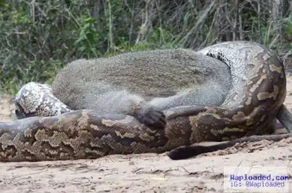 Monster Python Drags Full-sized Monkey Into Bush and Devours It Whole (Photos)